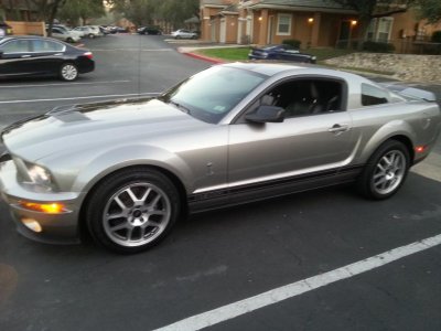 Shelby.jpg