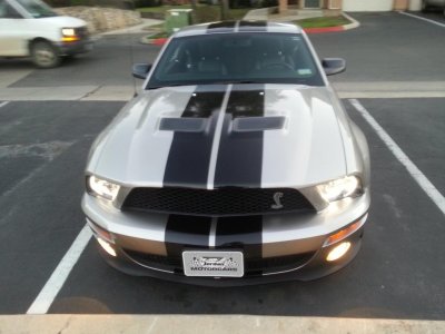 Shelby 2.jpg