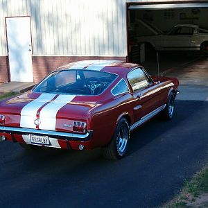 ShelbyInFront