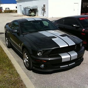 Pony