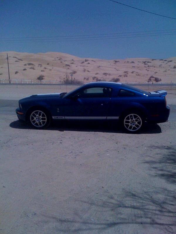 cobra in desert