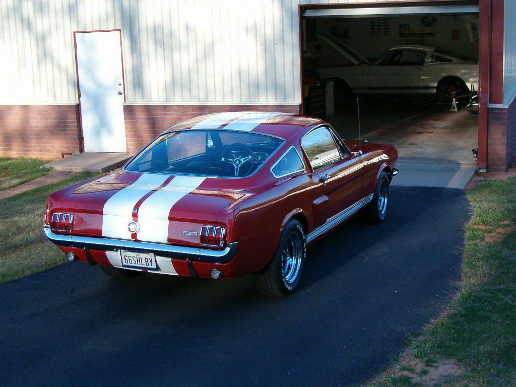 ShelbyInFront